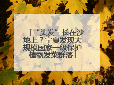“头发”长在沙地上？宁夏发现大规模国家一级保护植物发菜群落