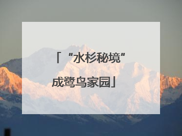 “水杉秘境”成鹭鸟家园