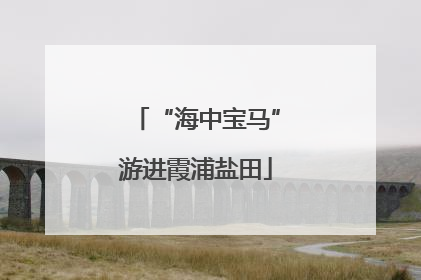 “海中宝马”游进霞浦盐田