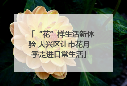 “花”样生活新体验 大兴区让市花月季走进日常生活