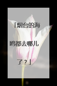 烟台的海鸥都去哪儿了？