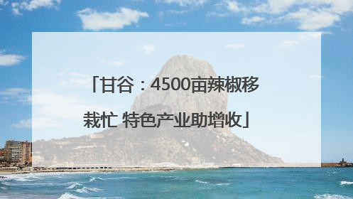 甘谷：4500亩辣椒移栽忙 特色产业助增收