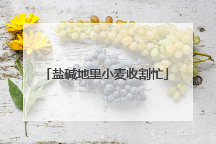 盐碱地里小麦收割忙