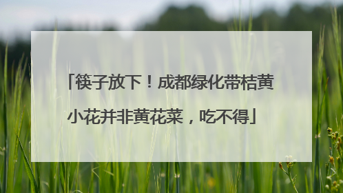 筷子放下！成都绿化带桔黄小花并非黄花菜，吃不得