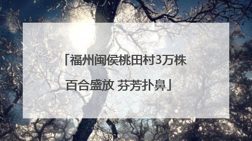 福州闽侯桃田村3万株百合盛放 芬芳扑鼻