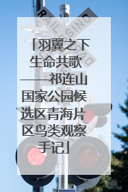 羽翼之下 生命共歌——祁连山国家公园候选区青海片区鸟类观察手记