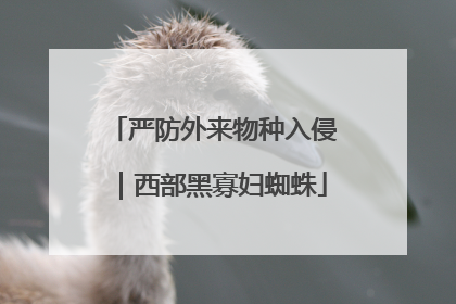 严防外来物种入侵｜西部黑寡妇蜘蛛
