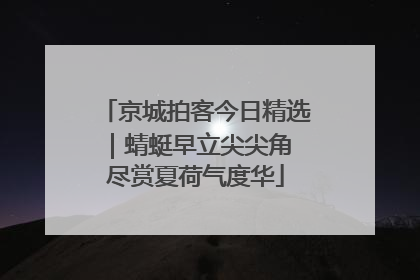京城拍客今日精选｜蜻蜓早立尖尖角 尽赏夏荷气度华