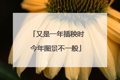 又是一年插秧时 今年图景不一般