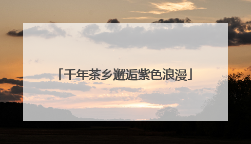 千年茶乡邂逅紫色浪漫