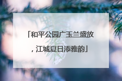 和平公园广玉兰盛放，江城夏日添雅韵