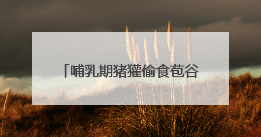 哺乳期猪獾偷食苞谷被发现，逃跑途中累瘫在地！就地放生让其回家“奶孩子”