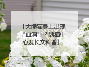 大熊猫身上出现“血洞”？熊猫中心发长文科普