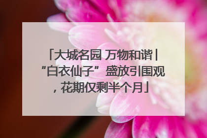 大城名园 万物和谐│“白衣仙子”盛放引围观，花期仅剩半个月