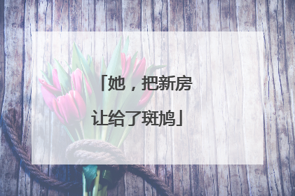 她，把新房让给了斑鸠