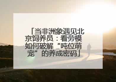 当非洲象遇见北京饲养员：看劳模如何破解“吨位萌宠”的养成密码
