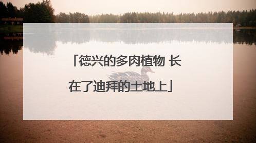 德兴的多肉植物 长在了迪拜的土地上