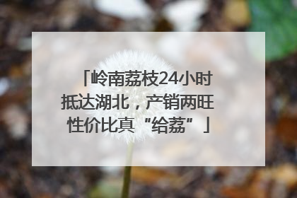 岭南荔枝24小时抵达湖北，产销两旺性价比真“给荔”