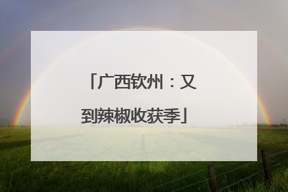广西钦州：又到辣椒收获季