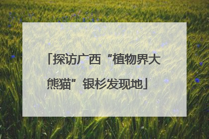探访广西“植物界大熊猫”银杉发现地