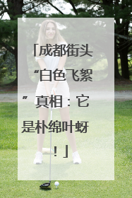 成都街头“白色飞絮”真相：它是朴绵叶蚜！