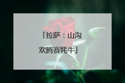 拉萨：山沟欢腾赛牦牛