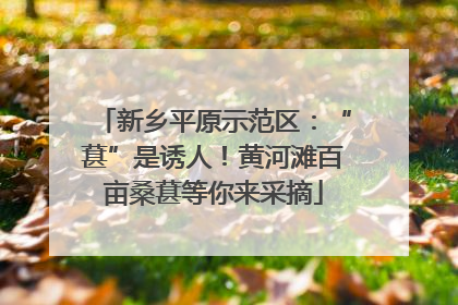 新乡平原示范区：“葚”是诱人！黄河滩百亩桑葚等你来采摘
