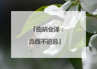 曲靖会泽：蔷薇不迟暮
