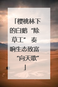 樱桃林下的白鹅“除草工” 奏响生态致富“向天歌”