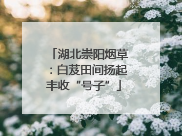 湖北崇阳烟草：白芨田间扬起丰收“号子”