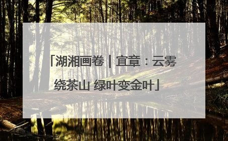 湖湘画卷｜宜章：云雾绕茶山 绿叶变金叶