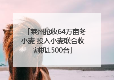 莱州抢收64万亩冬小麦 投入小麦联合收割机1500台