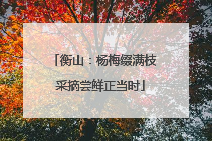 衡山：杨梅缀满枝 采摘尝鲜正当时