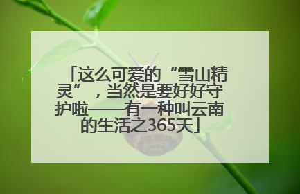 这么可爱的“雪山精灵”，当然是要好好守护啦——有一种叫云南的生活之365天
