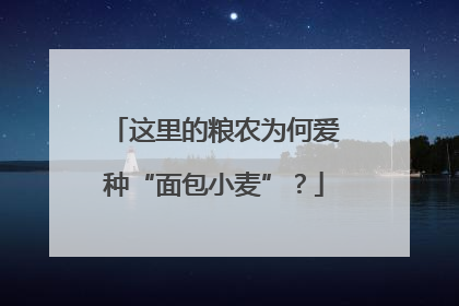 这里的粮农为何爱种“面包小麦”？