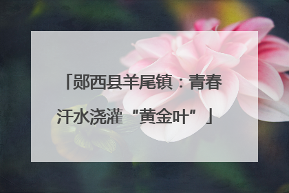 郧西县羊尾镇：青春汗水浇灌“黄金叶”