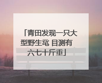 青田发现一只大型野生鼋 目测有六七十斤重