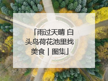 雨过天晴 白头鸟荷花池里找美食｜图集