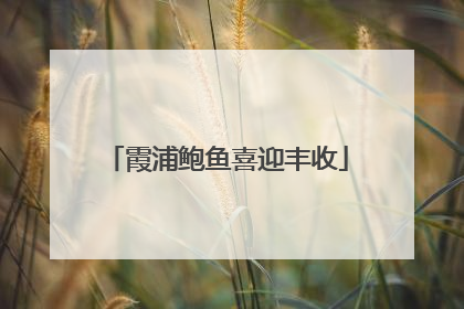 霞浦鲍鱼喜迎丰收