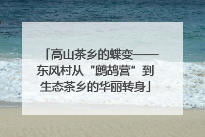 高山茶乡的蝶变——东风村从“鹧鸪营”到生态茶乡的华丽转身