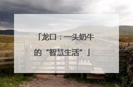 龙口：一头奶牛的“智慧生活”