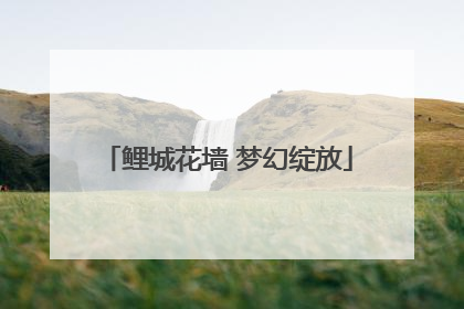 鲤城花墙 梦幻绽放