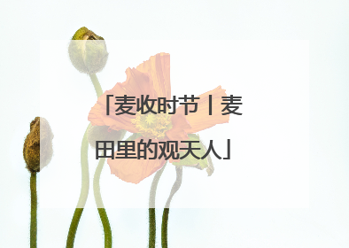 麦收时节丨麦田里的观天人